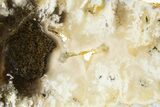 Polished Nydegger Plume Agate Slab - Oregon #334904-2